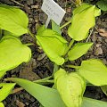 hosta 'Green with Envy'