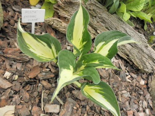 hosta 'Eternal Flame''