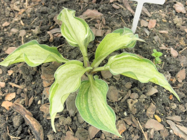 hosta 'Ghost Spirit'