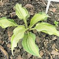 hosta 'Ghost Spirit'