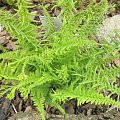 athyrium filix-femina 'Victoria'