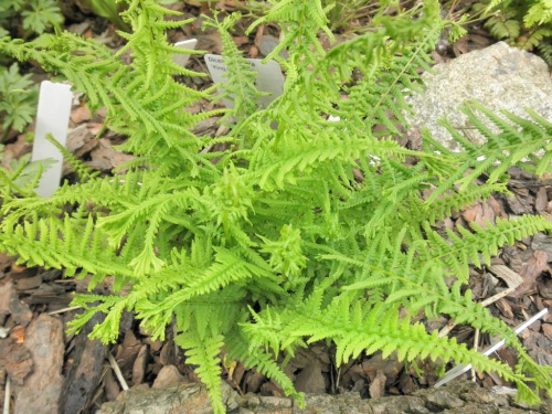 athyrium filix-femina 'Victoria'