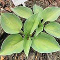 Hosta 'Dinky Donna'