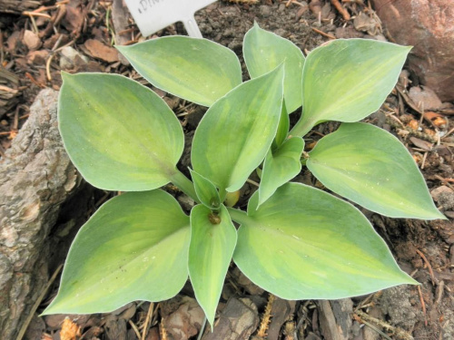 Hosta 'Dinky Donna'