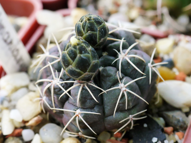 Gymnocalycium uebelmanianum #kaktusy