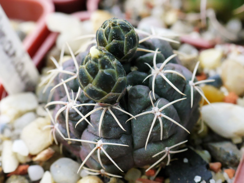 Gymnocalycium uebelmanianum #kaktusy