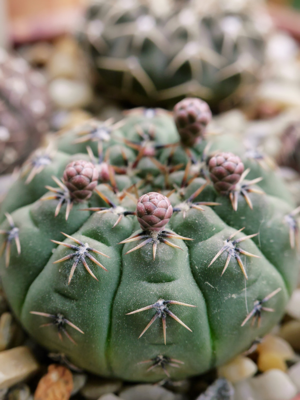 Gymnocalycium stellatum 'asterium' #kaktusy