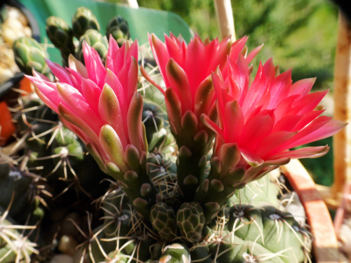 Gymnocalycium baldianum #kaktusy