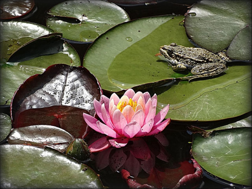 Ogród Botaniczny Uniwersytetu Wrocławskiego. Do poczytania: http://www.ogrodbotaniczny.wroclaw.pl/