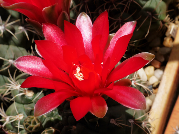 Gymnocalycium baldianum