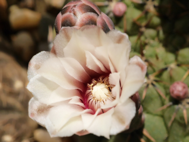 Gymnocalycium stellatum asterium