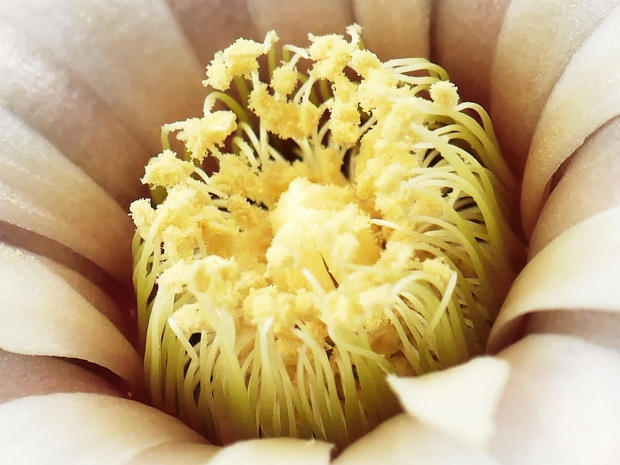 Gymnocalycium ochoterenai fa. polygonum #kaktusy