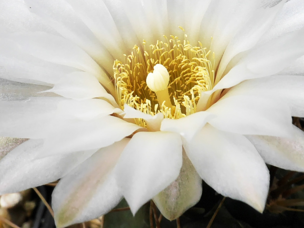 Gymnocalycium chubutense #kaktusy