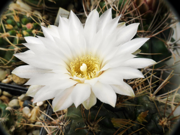 Gymnocalycium chubutense #kaktusy