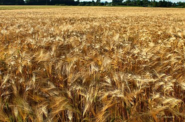 jeszcze wczoraj było tak, dzisiaj tylko ściernisko ... niestety nie miałam ze sobą aparatu ... #lato #pola #żniwa