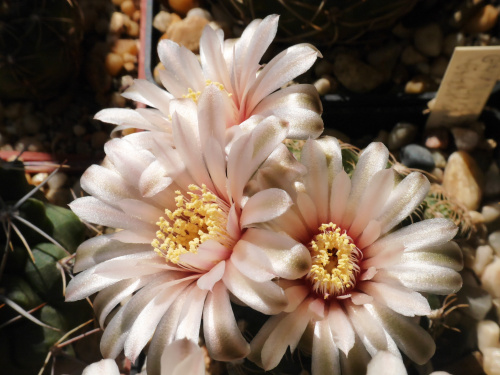 Gymnocalycium bruchii #kaktusy