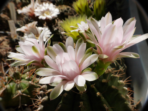 Gymnocalycium damsii #kaktusy