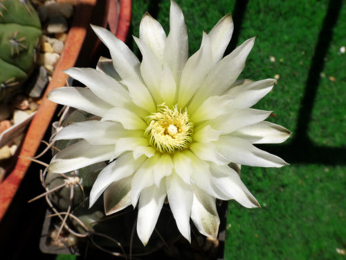 Gymnocalycium nn #kaktusy