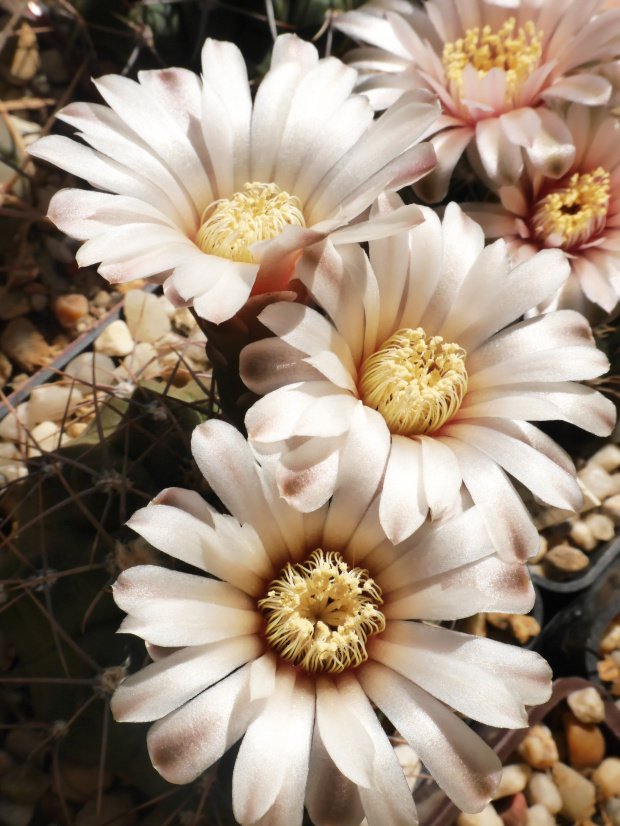 Gymnocalycium ochoterenai fa. polygonum #kaktusy