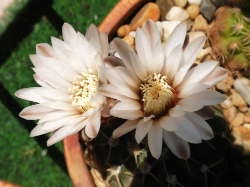 Gymnocalycium triacanthum HU 1304 #kaktusy