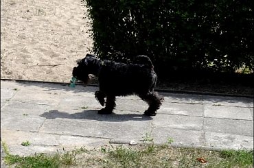 W naszym porcie #PiesSznaucerŻagleWoda