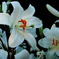 Stary,zanikający gatunek pięknie pachnących lilii św. Antoniego #lilie