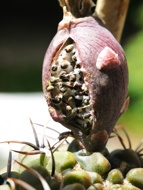 Gymnocalycium gibbosum var. brachypetalum #kaktusy