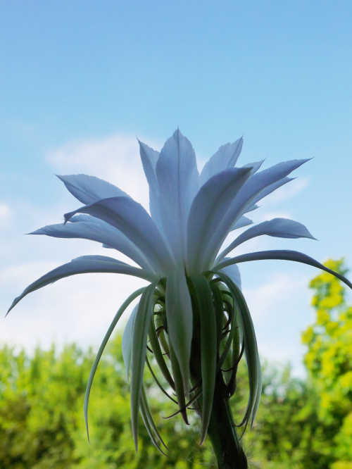 Echinopsis subdenudata #kaktusy