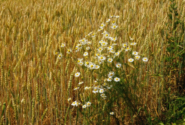 świętokrzyskie