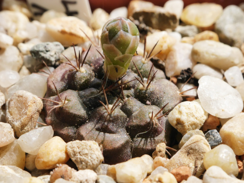 Gymnocalycium anisitsii v. volkerii STO 98-1408/1 #kaktusy