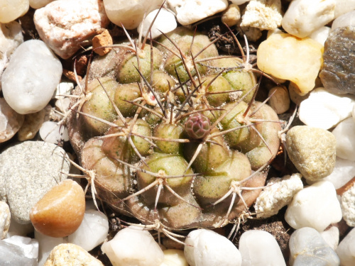 Gymnocalycium damsii v. rotundulum VoS 03-049 #kaktusy