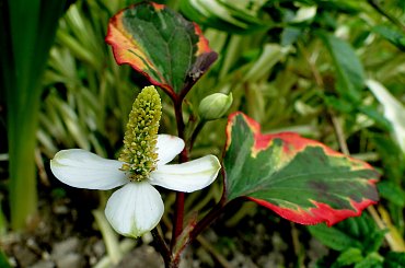 Tułacz pstry #kwiatki