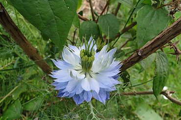 Czarnuszka siewna #kwiatki