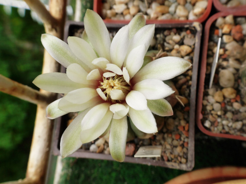 Gymnocalycium vatteri P 108 #kaktusy