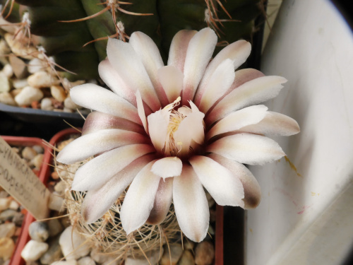 Gymnocalycium papschii #kaktusy