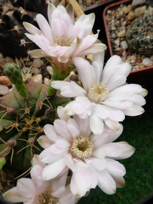 Gymnocalycium anisitsii Strigl #kaktusy