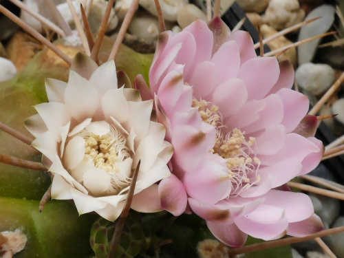 Gymnocalycium euryplerum #kaktusy