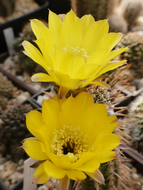 Lobivia aurea v. shaferi #kaktusy