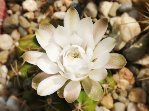 Gymnocalycium anisitsii #kaktusy