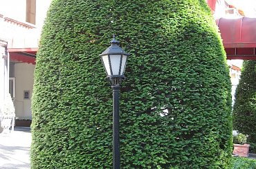 Formowany krzew #Bruksela