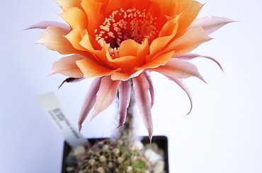 Echinopsis hybride 32-2005 #kaktusy