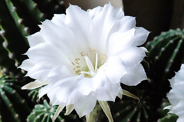 Echinopsis eyriesii #kaktusy