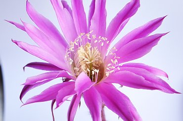 Echinopsis hybr. #kaktusy