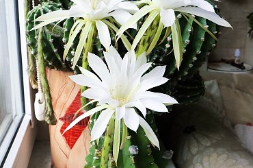 Echinopsis subdenudata #kaktusy