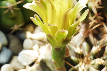 Gymnocalycium mihanovichii #kaktusy