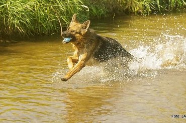 Parys i Tobi #GILDOWiernyDruh #OwczarkiNiemieckie #Parys #PsieZaprzęgi #Tobi