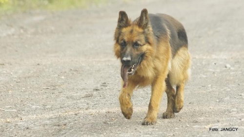 Parys i Tobi #GILDOWiernyDruh #OwczarkiNiemieckie #Parys #PsieZaprzęgi #Tobi