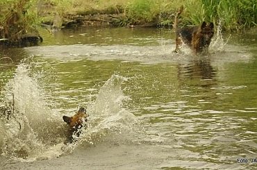 #GILDOWiernyDruh #OwczarkiNiemieckie #Parys #PsieZaprzęgi #Tobi