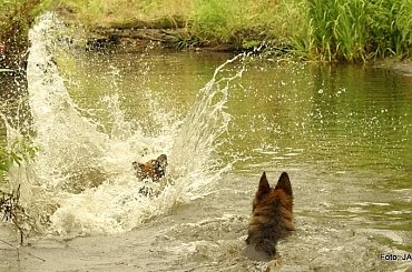 #GILDOWiernyDruh #OwczarkiNiemieckie #Parys #PsieZaprzęgi #Tobi