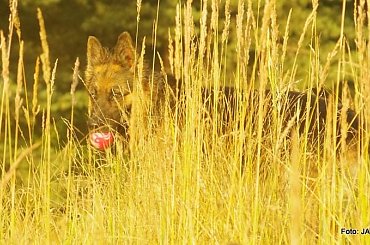 Parys i Tobi #GILDOWiernyDruh #OwczarkiNiemieckie #Parys #PsieZaprzęgi #Tobi